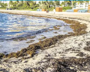  ?? PEDRO PORTAL pportal@miamiheral­d.com ?? Sargassum builds up on the beach at Collins Avenue and 27th Street in Miami Beach on Thursday. Miami-Dade County’s collected sargassum tonnage has already surpassed each of the past two years.