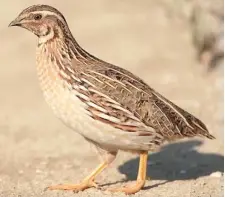  ??  ?? A quail bird