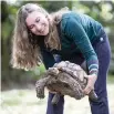  ?? AL DIAZ adiaz@miamiheral­d.com ?? Explorer, a sulcata tortoise owned by Yuliya Linhares, escaped from the family’s backyard recently.
