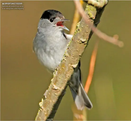  ??  ?? OPPORTUNIS­T FEEDER Blackcaps are known to use nectar as an ‘energy drink’ while migrating