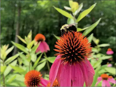  ?? Arkansas Democrat-Gazette/ALYSON HOGE ?? A bee's legs collect pollen as it searches for food on a purple coneflower in south Pulaski County on Tuesday.