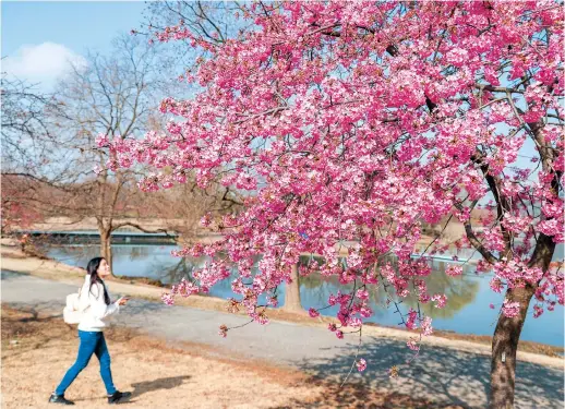  ?? ?? A young woman marvels at the Kawazu blossoms in full bloom at Chenshan Botanical Garden. — Ti Gong