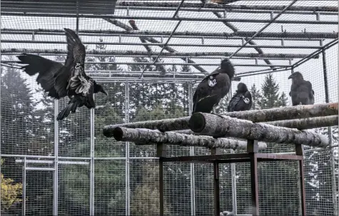  ?? CARLOS AVILA GONZALEZ — SAN FRANCISCO CHRONICLE VIA AP, FILE ?? A juvenile California condor flies from a shelf to a branch in the condor reintroduc­tion pen of the Redwood National Park April 12near Orick.