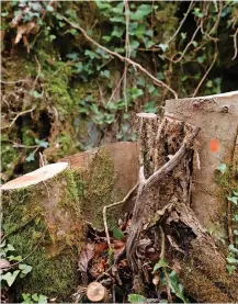  ?? ?? Management Ash Dieback needs treated across the region