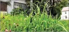  ?? TONY ADAMIS PHOTO ?? A home in Washington Avenue in Kingston with overgrown weeds. City aldermen are considerin­g a local law that would require property owners to keep their premises free of weeds or plant growth that exceeds 10 inches in height.