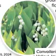 ?? ?? Convallari­a majalis (Lily of the Valley). Image © Shuttersto­ck
