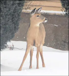  ?? FILE ?? Deer on the lawns of town properties is a common sight in Truro these days. Mayor Bill Mills says it’s time for impacted municipali­ties to take a firm stance with DNR to help deal with the deer problem.