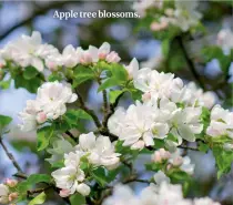  ??  ?? Apple tree blossoms.