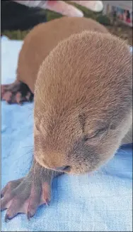  ??  ?? Wingham Wildlife Park head of carnivores Hollie Wetherill and an otter pup