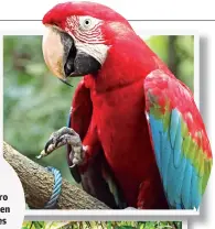  ?? ?? En los tres santuarios del Centro Inti Wara Yassi existen más de 500 animales
resguardad­os.