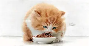  ??  ?? A high-quality diet is a perfect way to keep your cat in tip-top shape through the most active years of its life.