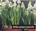  ??  ?? 02 Caption White
White grape hyacinth