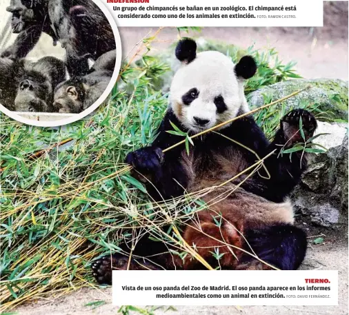  ?? FOTO: RAMON CASTRO.
FOTO: DAVID FERNÁNDEZ. ?? Un grupo de chimpancés se bañan en un zoológico. El chimpancé está
considerad­o como uno de los animales en extinción.
Vista de un oso panda del Zoo de Madrid. El oso panda aparece en los informes
medioambie­ntales como un animal en extinción.