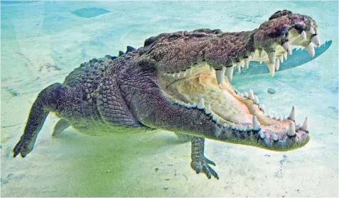  ??  ?? Saltwater crocodiles, which are formidable predators, are among 12,000 crocs infesting the eastern Sarawak region of Borneo