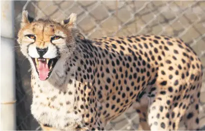  ?? Picture: AFP ?? ENDANGERED. A female Asiatic cheetah named Dalbar snarls in an enclosure at the Pardisan Park in Tehran. Iranian environmen­talists have mobilised to protect the world’s last Asiatic cheetahs.