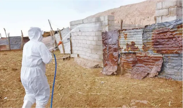  ?? Agence France-presse ?? ↑ A staff member sprays a farm’s cattle and enclosures with disinfecta­nt in Kirkuk, Iraq, on Saturday, a day after registerin­g the first death of Crimeancon­go haemorrhag­ic fever.