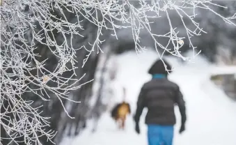  ?? MATT SMITH ?? Hoarfrost covers branches as a man and his dog walk along a path in Saskatoon on Monday.