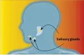  ??  ?? Salivary glands