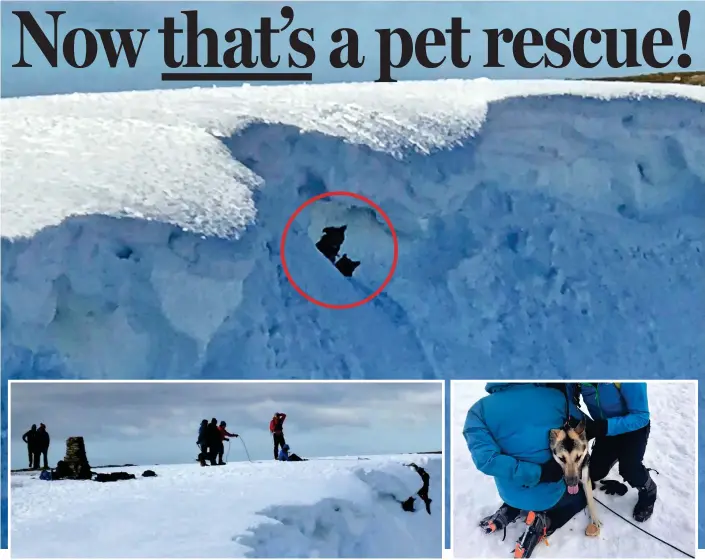  ??  ?? Top: The two dogs under the overhang of snow. Above: One of the rescuers climbs down to them Back on firm ground: Lilah after being plucked to safety