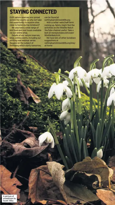  ??  ?? A picture of snowdrops by Scott Tilley