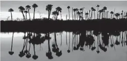  ?? JOE BURBANK/ORLANDO SENTINEL ?? Morning clouds are reflected over a stand of cypress and cabbage palm trees in Orlando.