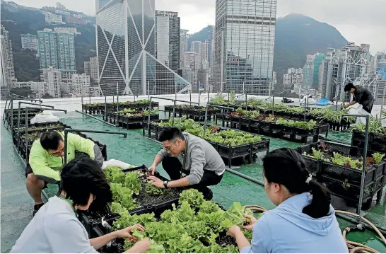  ?? PHOTOS: AP ?? Volunteers pick lettuce growing in rows of low black plastic planters on a decommissi­oned helipad on the roof of the 38-storey Bank of America tower, in Hong Kong.