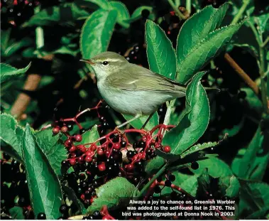  ??  ?? Always a joy to chance on, Greenish Warbler was added to the self-found list in 1976. This bird was photograph­ed at Donna Nook in 2003.