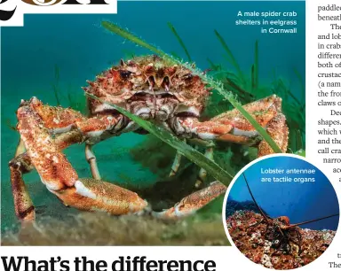  ?? ?? A male spider crab shelters in eelgrass in Cornwall
Lobster antennae are tactile organs