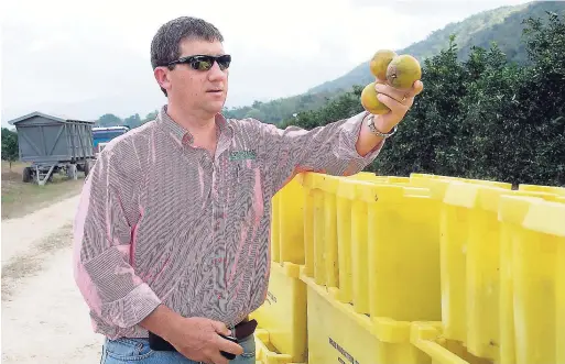  ??  ?? In this 2010 Gleaner photo, Managing Director Peter McConnell holds up oranges reaped from Trade Winds’ citrus orchards at Bog Walk, St Catherine. The company was then producing its own concentrat­e for its juice plant, but in 2017 Trade Winds is...