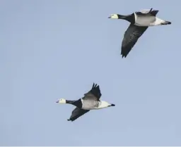  ??  ?? Barnacle geese taking flight, main; in formation, above; author Stephen Rutt, left; his book Wintering, below