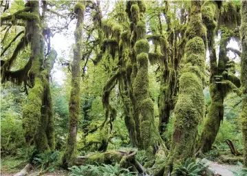  ?? MIKE SIEGEL Seattle Times/TNS ?? Hall of Mosses is a nice, short loop from the Hoh Rain Forest Visitor Center in Olympic National Park in Washington state.