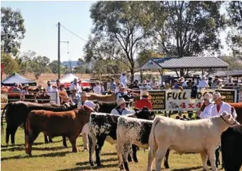  ?? PHOTO: CONTRIBUTE­D ?? BEEF BUSINESS: The led steer competitio­n is one of the main events in the FarmFest livestock area.