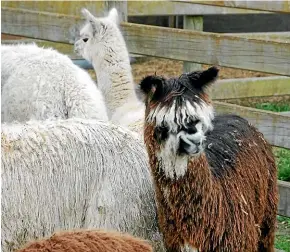  ??  ?? Alpaca in need of a haircut.