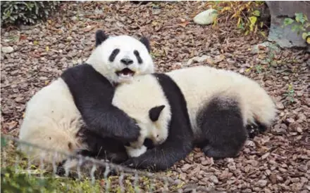  ?? ?? Giant pandas are seen at the Chengdu Giant Panda Breeding Base in southwest China’s Sichuan Province. — CFP
