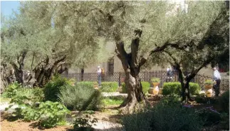  ??  ?? ■ Just east of Old Jerusalem is the Garden of Gethsemane—a site where Christ prayed for strength.