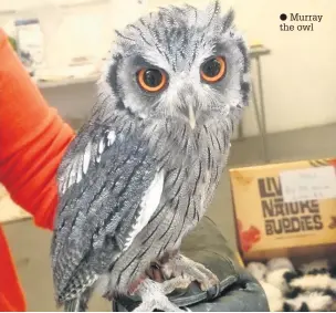  ??  ?? Murray the owl