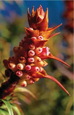  ??  ?? Budding for summer brilliance, a dense flower spike protrudes from a Richea scoparia. Of the 10 Richea species, nine are endemic to Tasmania, and they fill the forest landscape here with red, pink and cream flowers.