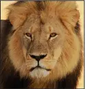  ??  ?? Pride of Africa: Cecil the lion