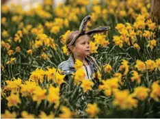  ??  ?? Easter egg hunt: Emily Bell, four, amid the daffodils