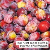  ??  ?? Plum ‘Opal’ can be grown in pots with a Pixy rootstock