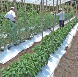  ?? Archivo / El Siglo ?? Cultivos de pimentón, uno de los rubros más comerciali­zados.