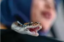  ?? AFP PHOTO ?? DANGEROUS CREATURE
A python is seen on a woman’s shoulder during a pet expo at a shopping mall in Banda Aceh on Nov. 20, 2022. A 5-year-old boy has survived being bitten, constricte­d and knocked into a swimming pool by a python the length of a small car, Australian media reported on Friday, Nov. 25, 2022.