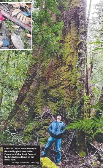  ??  ?? CAPTIVATIN­G: Charles Wooley is dwarfed by giant trees in the Florentine Valley. Inset: Some of the lurid coloured fungi on the forest floor.