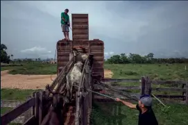  ?? ?? Las vacas se trasladan a través de una tolva a un camión en el borde de São Félix.