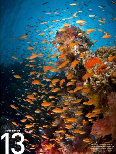  ??  ?? Anthias in strong currents in the Red Sea swimming into the flow; watching these kinds of fish on the reef can help you read the currents!