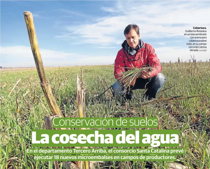  ??  ?? Cobertura. Guillermo Rossiano en un lote sembrado con avena para cobertura sobre maíz, en su campo cerca de Colonia Almada.