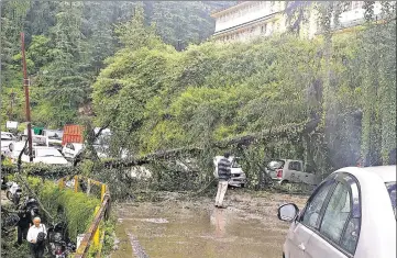  ?? HT PHOTO ?? A tree got uprooted and fell on the road near Fagli in Shimla on Thursday after heavy rain, bringing the traffic to a halt.