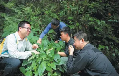  ?? DENG RENXIANG / FOR CHINA DAILY Salviaguid­ongensis at Qiyunfeng National Forest ?? Ge Bingjie (from left), Qi Zechen, Huang Yanbo and Huang Cunzhong observe a cluster of Park in Guidong county, Hunan province, in 2022.