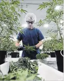  ?? SEAN KILPATRICK THE CANADIAN PRESS ?? Jobs in sales and quality assurance are among the help wanted listings for workers in the emerging field of pot growing.