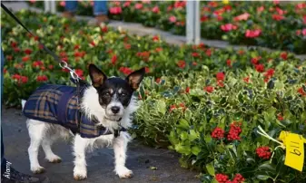  ??  ?? A Jack Russell in his smart winter coat inspects holly lot 119 in the polytunnel­s